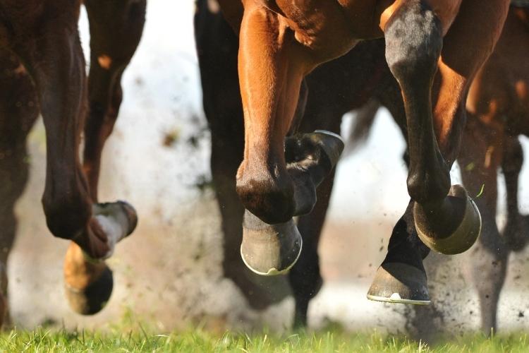Paardenrace Sportweddenschap Paardenrennen
